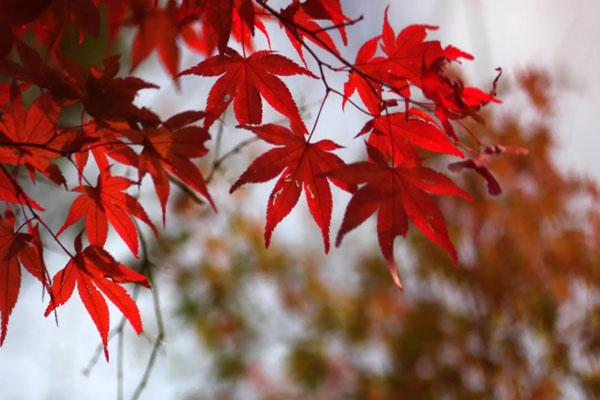 西安看紅葉哪里最好 十大最美觀賞地推薦