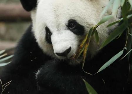 成都大熊猫繁育研究基地观看滚滚打卡地图路线图