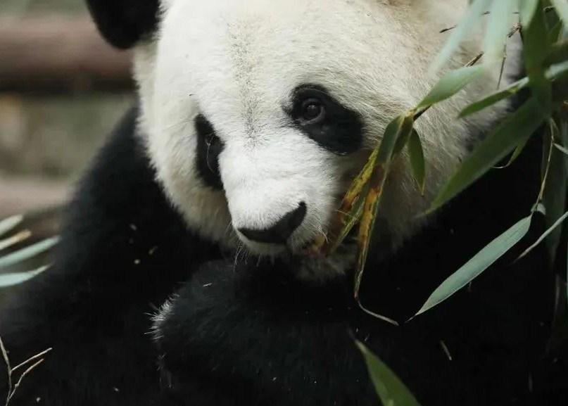 成都大熊猫繁育研究基地观看滚滚打卡地图路线图