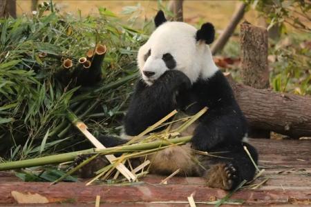 成都大熊猫繁育研究基地观看滚滚打卡地图路线图