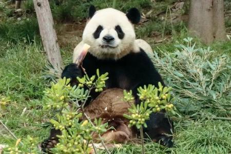 成都大熊猫繁育研究基地观看滚滚打卡地图路线图