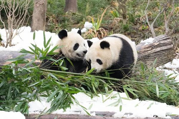 成都大熊猫繁育研究基地观看滚滚打卡地图路线图
