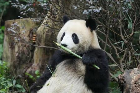 成都大熊猫繁育研究基地观看滚滚打卡地图路线图