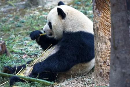 成都大熊猫繁育研究基地观看滚滚打卡地图路线图