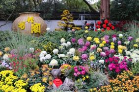 2022杭州植物园菊花展截止时间