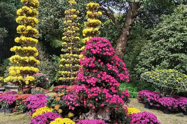 2022杭州植物园菊花展截止时间
