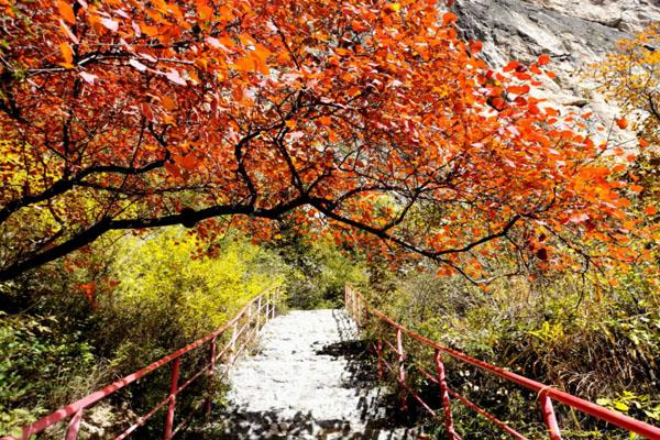 河北省红叶最美的观赏地汇总
