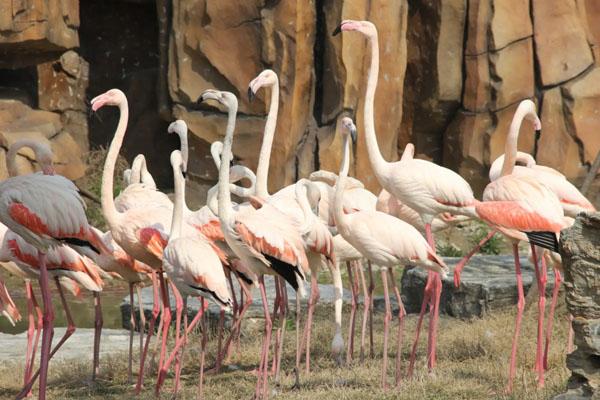 南通森林野生動物園旅游攻略 附路線推薦