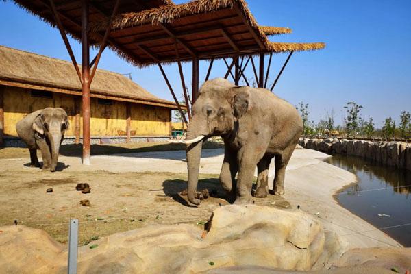 南通森林野生動(dòng)物園一日游攻略 附游玩路線