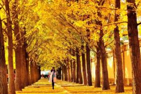 北京的银杏大道在哪里 秋天最佳打卡地点推荐