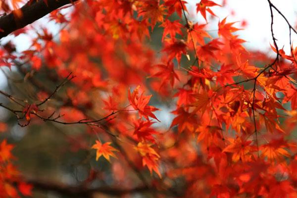 溫州看紅葉最好的地方在哪里