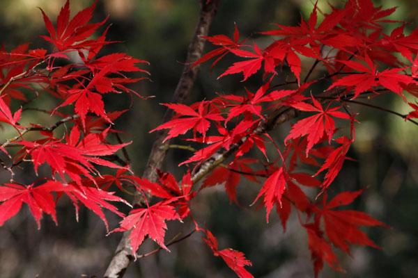 溫州看紅葉最好的地方在哪里