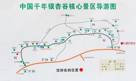 中国千年银杏谷游玩攻略-门票价格-景点信息