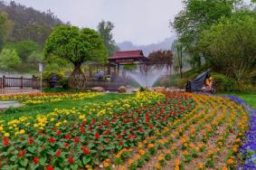 英山四季花海有什么花