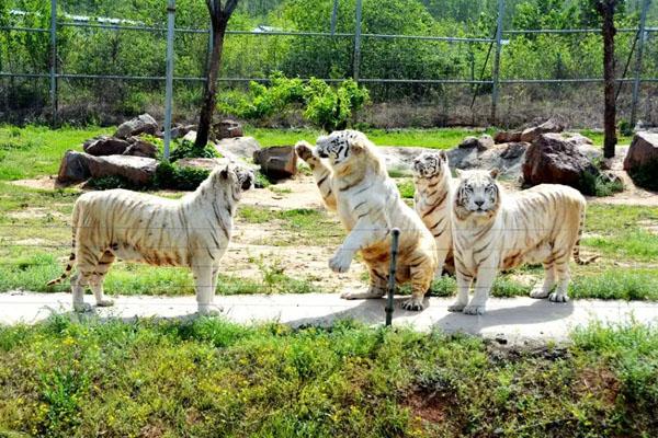 2023萬安山野生動物歡樂世界門票多少錢一張 附優惠政策