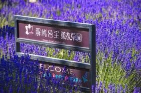 解忧公主薰衣草园交通指南