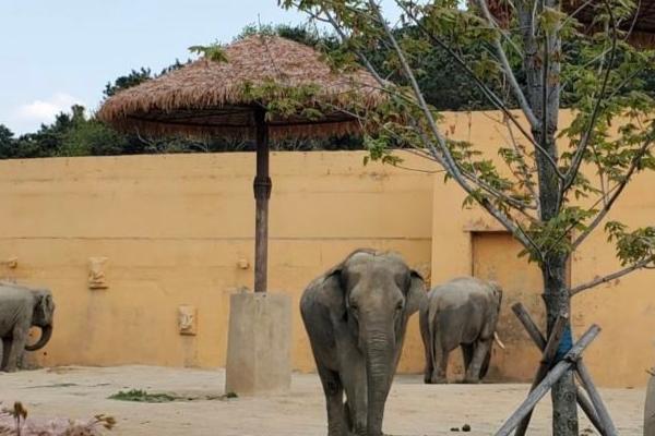 沈陽森林動物園一日游攻略