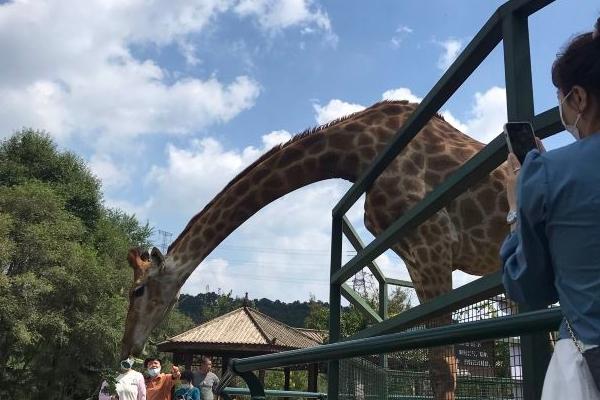 沈陽森林動物公園簡介