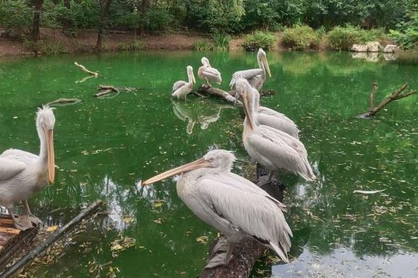 濟(jì)南野生動(dòng)物園地址在哪里