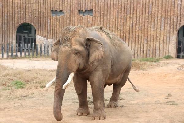 濟南野生動物園有什么動物