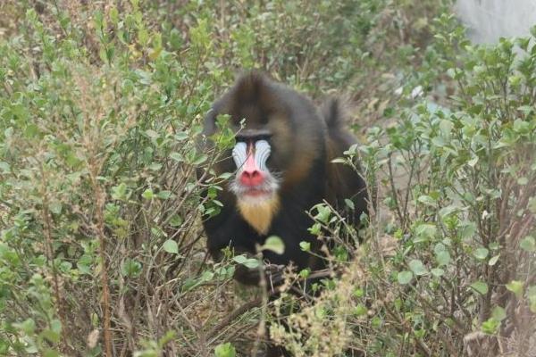 濟南野生動物園有什么動物