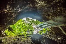 火山口国家森林公园和地下森林的区别