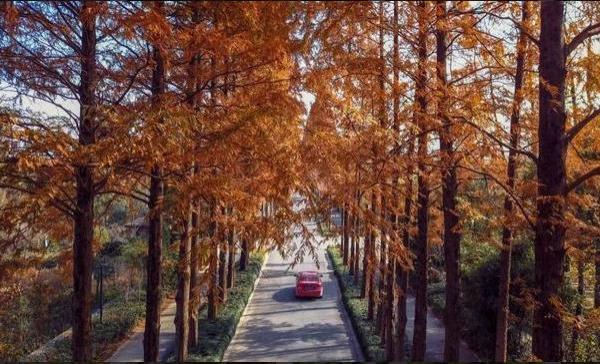 秋天杭州西湖最美的地方