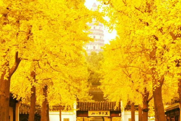 苏州银杏树最美的地方在哪里