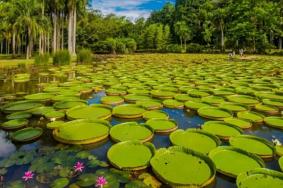 2023西双版纳热带植物园门票价格详情
