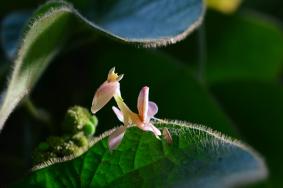 西双版纳热带植物园介绍