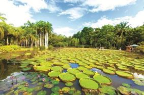 2023西双版纳热带植物园门票多少钱