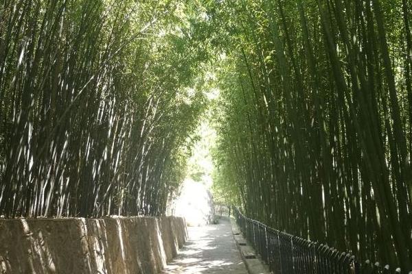 魯山森林公園從哪個門進好