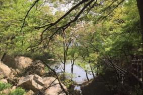 鲁山国家森林公园电话号码