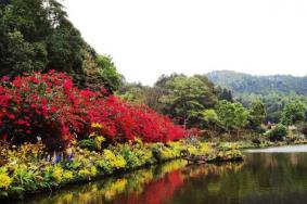 仙湖植物园攻略一日游2022