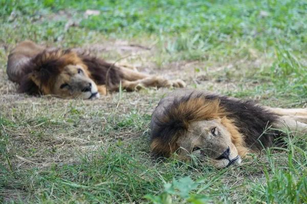 2022年冬季上海野生動物園門票49.5活動詳情 附活動時間、購買教程等信息