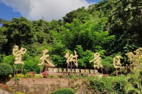 西双版纳望天树景区游览路线