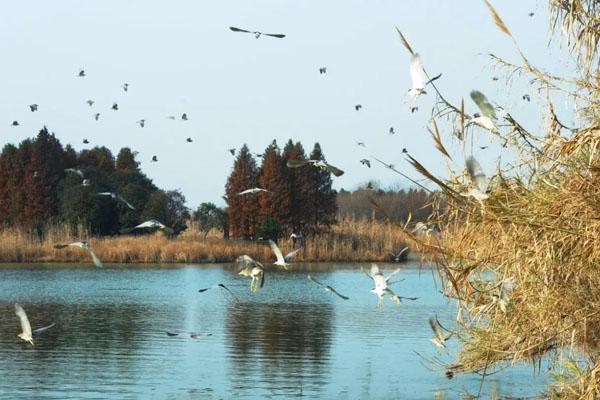 苏州太湖国家湿地公园景点介绍