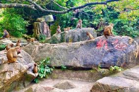 南湾猴岛景区简介