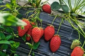 重庆采摘草莓的地方有哪些