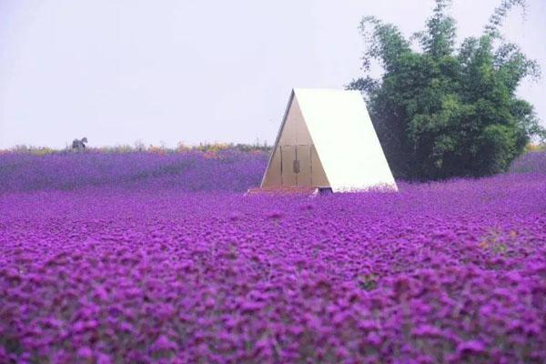 成都蔚然花海游玩攻略-門票價格-景點信息