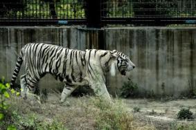 2024天津动物园开放时间及门票价格