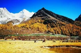 稻城亚丁风景区海拔多少米高