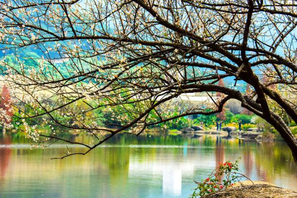 2023广州香雪公园梅花开了没有 附最佳观赏期