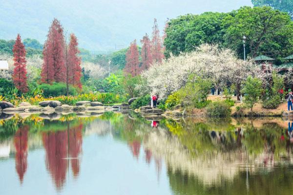 2023广州香雪公园梅花开了没有 附最佳观赏期