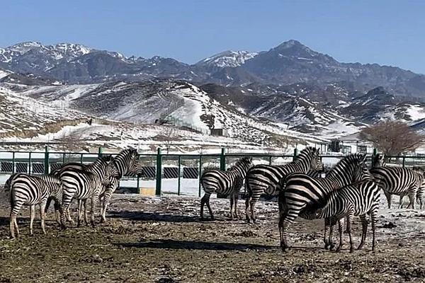 2022年12月31日-2023年3月31日天山野生動(dòng)物園免門票活動(dòng)詳情