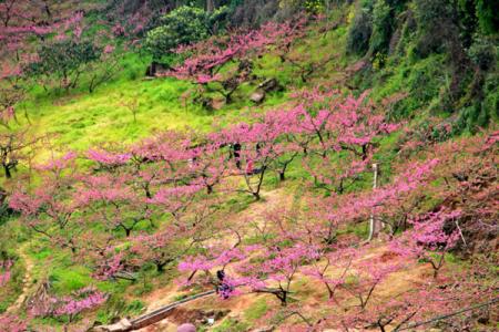 龙泉桃花故里景区一日游攻略 附游玩路线