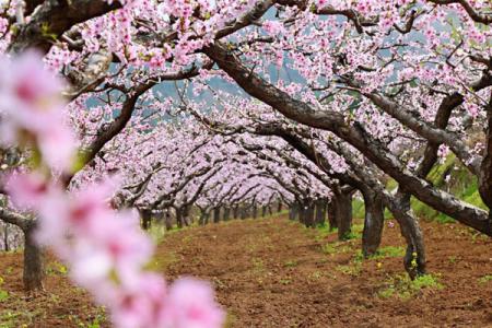 龙泉桃花故里景区一日游攻略 附游玩路线