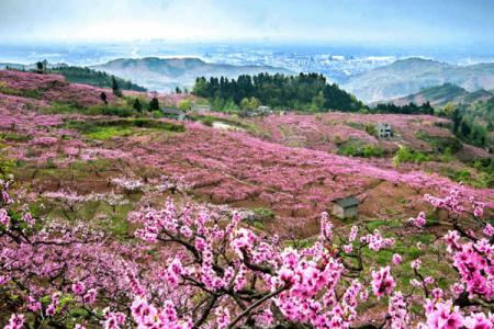 龙泉桃花故里景区一日游攻略 附游玩路线
