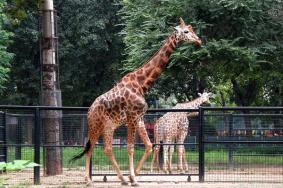 2023郑州动物园门票多少钱 附最新免门票优惠政策