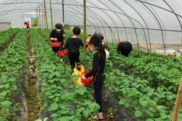 长沙岳麓区摘草莓的地方在哪2023